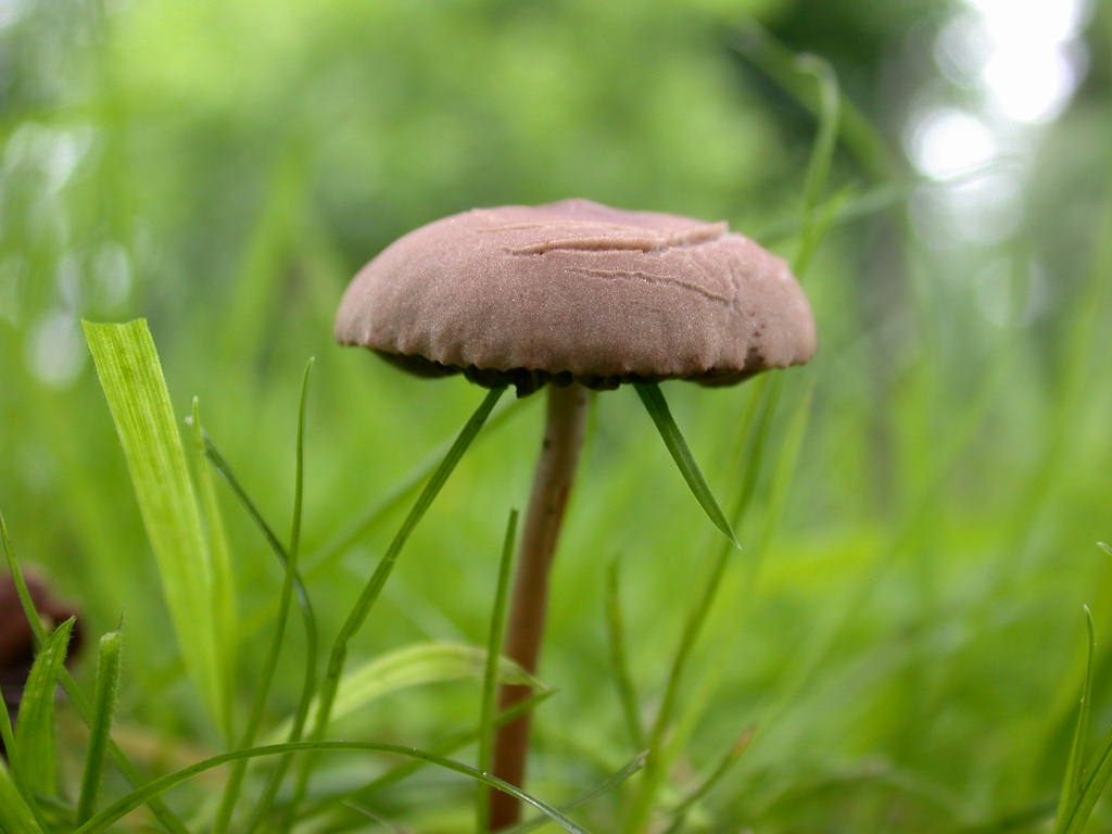 Panaeolina foenisecii